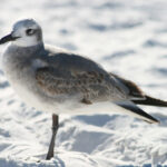 352开奖号前后关联走势深度解析 8t9cc2